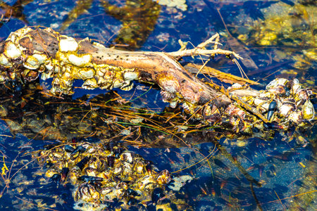 Hermit crabs with long shells in a river pond lake in Amphoe Takua Pa Thailand in Southeast Asia.