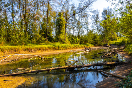 Old broken trees in the tropical jungle in dry river years after the tsunami in Thailand in...