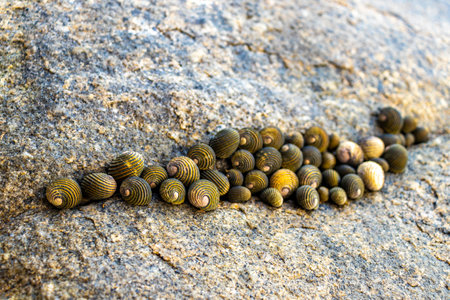 Shell mussels on rock rocks boulders at coastal sea water and beach in Khao Lak Lak Lam Ru National...