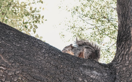 Beautiful red gray squirrel sits on the branch in Centro Historico Mexico City Mexico.