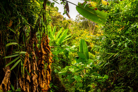 Wild overgrown tropical rainforest jungle and forest with green plants trees and palm trees in...
