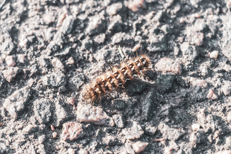 Hairy caterpillar crawls on asphalt floor in Leninskiy Rayon Brest Brest District Brest Region Belarus.の写真素材