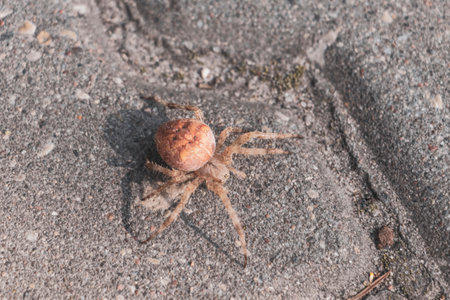 Large yellow cross spider with large rear part on the ground in Brest District, Belarus.の写真素材