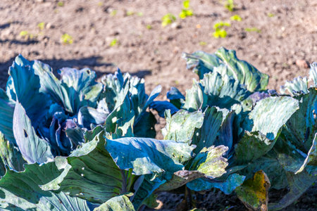 Cabbages and lettuces grow in the vegetable patch and field in Leninskiy Rayon Brest Brest District Brest Region Belarus.の写真素材