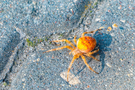 Large yellow cross spider with large rear part on the ground in Leninskiy Rayon Brest Brest District Brest Region Belarus.の写真素材