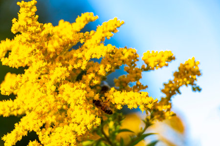 Yellow summer garden plants and flowers.の写真素材