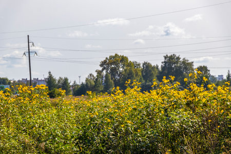 Walking in nature in the countryside village by the forest and grassland.の写真素材