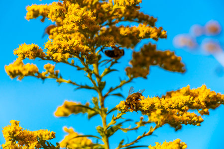 Yellow summer garden plants and flowers.の写真素材