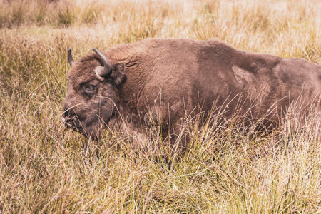 The european bison bisons buffalo buffalos wisent in Bielaviezskaja Pusca National Park Bialowieza...