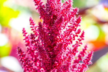 Red purple and pink summer garden plants and flowers.