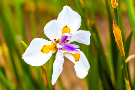 White Yellow Orange and Purple Tropical Rare Flower Blossom.の写真素材