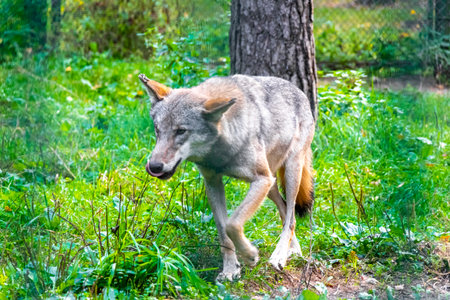 Wolf behind a fence in the wild nature in Bielaviezskaja Pusca National Park Bialowieza Forest...