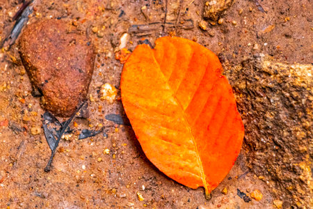 Orange Foliage on Red Earth in the Tropical Jungle in Chiang Mai Amphoe Mueang Chiang Mai Thailand in Southeastasia Asia.の写真素材