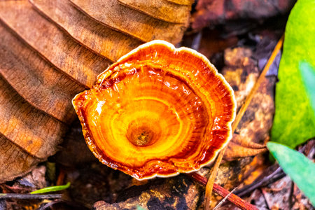 Orange white mushroom fungus on ground and tree in tropical forest jungle in Chiang Mai Thailand.