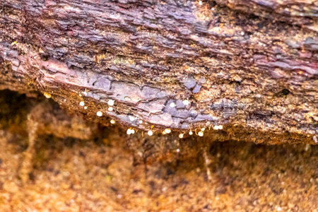 White little mushroom fungus on ground and tree in tropical forest jungle in Thailand in Southeast...