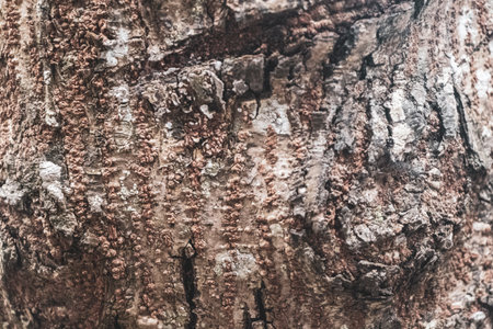 Tropical brown green tree bark texture pattern with colors scratches moss and lichen.