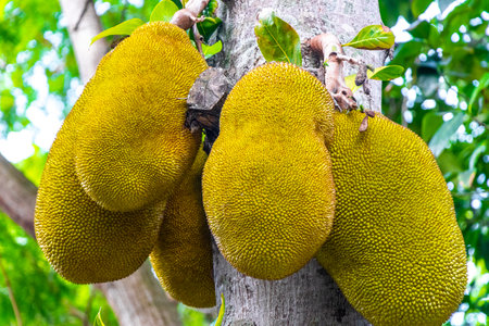 Jackfruit Artocarpus heterophyllus growing on jack tree in the nature of Brazil.