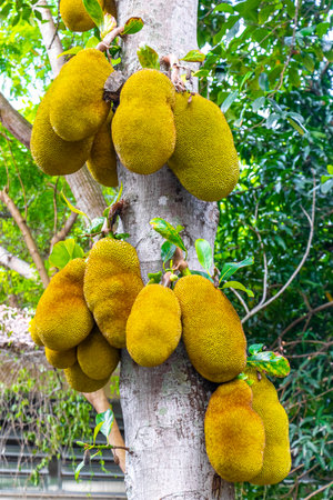 Jackfruit Artocarpus heterophyllus growing on jack tree in the nature.
