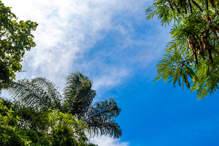 Tropical Palms Trees Palm Tree with Blue Cloudy Sky Background in Rio de Janeiro State of Rio de Janeiro Brazil.の写真素材