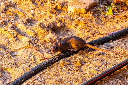 Rats on the beach with the garbage in Pattaya Bang Lamung Amphoe Chon Buri Thailand in Southeastasia Asia.の写真素材