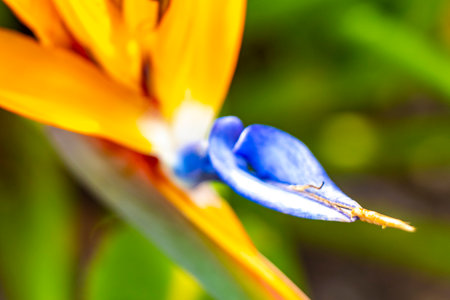 Bird of paradise flower Strelitzia reginae flowers blossom blossoms in Rio de Janeiro State of Rio de Janeiro Brazil.の写真素材
