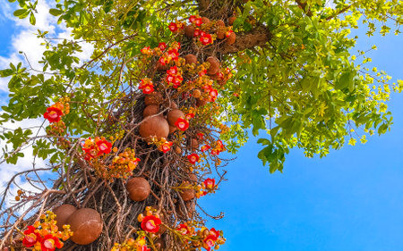 Cannonball tree Shorea Robusta flower tree with flowers brown fruits fruit and blue sky.の写真素材