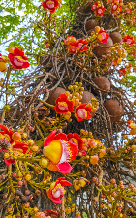 Cannonball tree flower tree with flowers and brown fruits.の写真素材