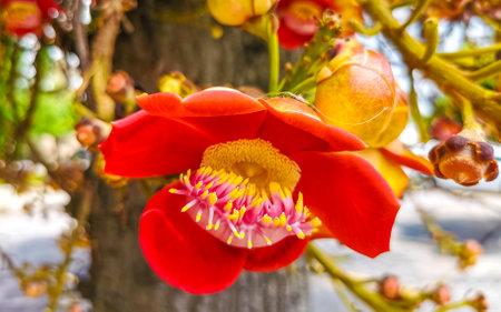 Cannonball tree flower tree with flowers and brown fruits.の写真素材