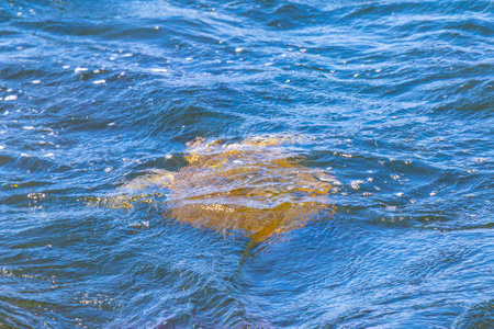 Sea turtle swim to the water surface to catch their breath in Rio de Janeiro State of Rio de Janeiro Brazil.の写真素材