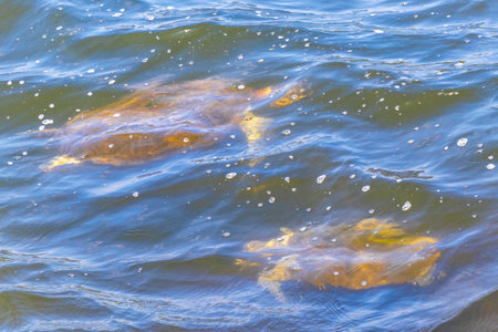 Sea turtle Turtles swim to the water surface to catch their breath.