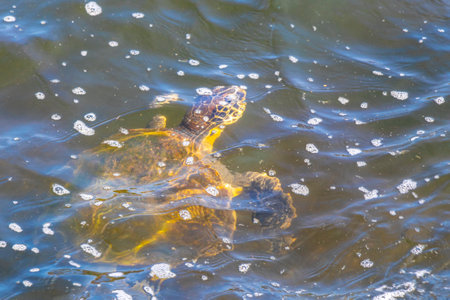 Sea turtle swim to the water surface to catch their breath in Rio de Janeiro State of Rio de Janeiro...