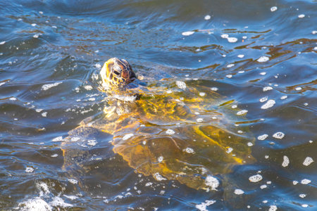 Sea turtle swims to the water surface to catch its breath in Rio de Janeiro, Brazil.