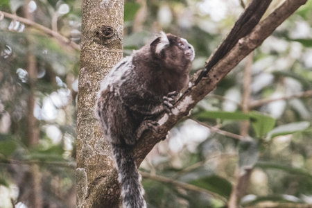 Marmoset Monkey Monkeys in green tropical jungle rainforest climbs on a tree in Rio de Janeiro State...