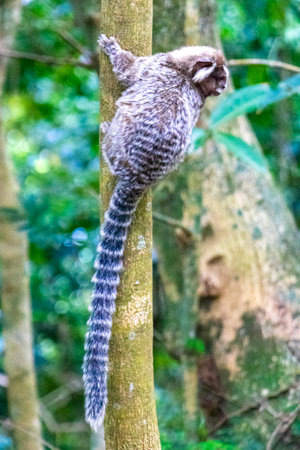 Marmoset Monkey in green tropical jungle rainforest climbs on a tree in Rio de Janeiro State of Rio...