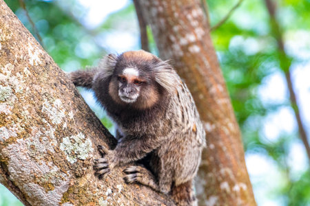 Marmoset Monkey in green tropical jungle rainforest climbs on a tree in Rio de Janeiro State of Rio de Janeiro Brazil.の写真素材