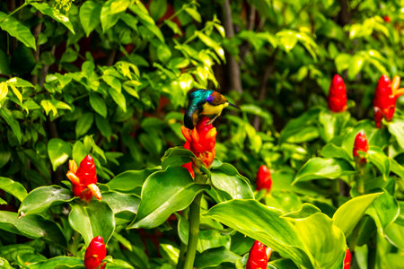 Colorful yellow bellied blue glossy tropical cinnirys sunbird bird on red flowers in Pattaya Bang...
