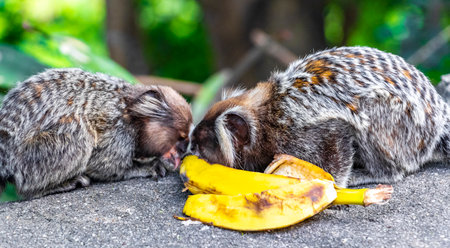 Marmoset Monkey Monkeys are eating banana in green tropical jungle rainforest in Rio de Janeiro State of Rio de Janeiro Brazil.の写真素材