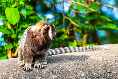 Marmoset Monkey in green tropical jungle rainforest on fence bench in Rio de Janeiro State of Rio de Janeiro Brazil.の写真素材