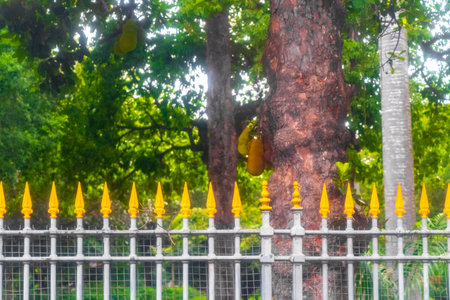 Jackfruit Artocarpus heterophyllus growing on jack tree in the nature of Rio de Janeiro Brazil.の写真素材