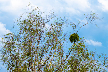 Parasite plant european mistletoe that looks like a nest on a tree in the Alps Vorarlberg Austria.の写真素材