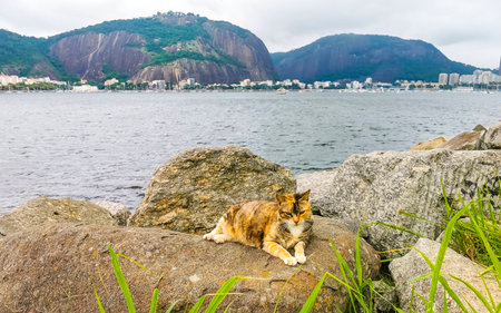Cat lies on rock and relaxes on the beach coast in Rio de Janeiro State of Rio de Janeiro Brazil.