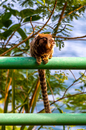 Marmoset Monkey in green tropical jungle rainforest on fence bench in Rio de Janeiro State of Rio de...