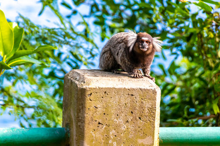 Marmoset Monkey in green tropical jungle rainforest on fence bench in Rio de Janeiro State of Rio de...