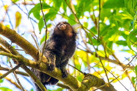 Marmoset Monkey Monkeys in green tropical jungle rainforest climbs on a tree in Rio de Janeiro State...