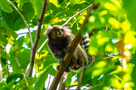 Marmoset Monkey Monkeys in green tropical jungle rainforest climbs on a tree in Rio de Janeiro State...