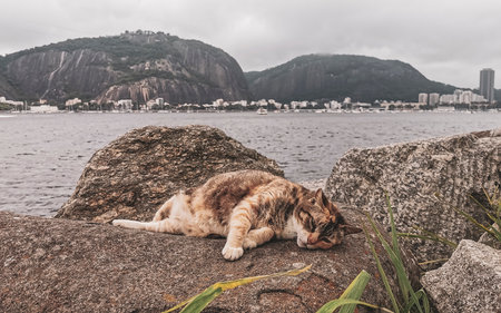 Cat lies on rock and relaxes on the beach coast in Rio de Janeiro State of Rio de Janeiro Brazil.
