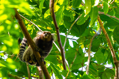 Marmoset Monkey Monkeys in green tropical jungle rainforest climbs on a tree in Rio de Janeiro State...