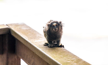 Marmoset Monkey Monkeys in in the city town on roof fence cable power pole in Rio de Janeiro State of Rio de Janeiro Brazil.の写真素材