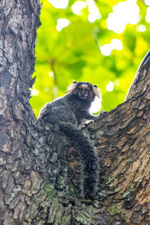 Marmoset Monkey Monkeys in green tropical jungle rainforest climbs on a tree in Rio de Janeiro State...
