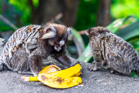 Marmoset Monkey Monkeys are eating banana in green tropical jungle rainforest in Rio de Janeiro State of Rio de Janeiro Brazil.の写真素材